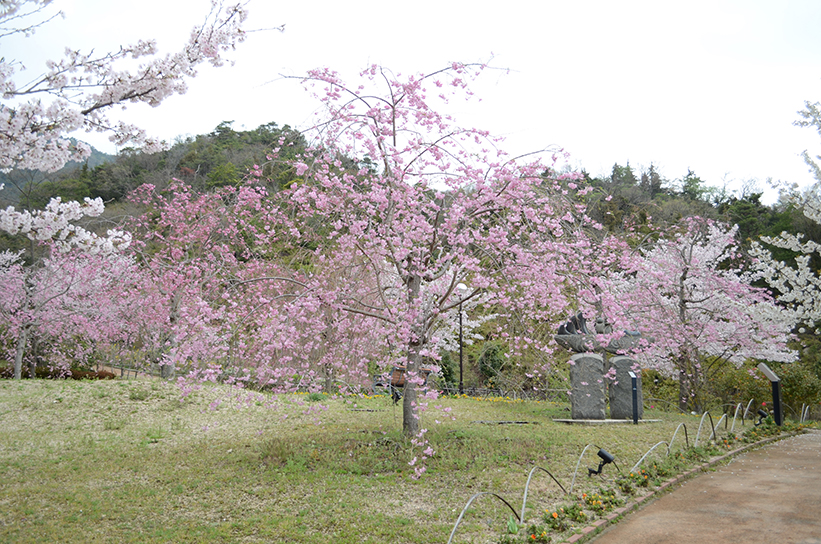 20170409　【桜情報】いちばんの見ごろを迎えています！10